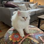 SE*Vikmyra’s Lucien le Brillant