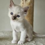 SE*Amazing Pearls Måns