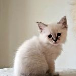 SE*Amazing Pearls Bill