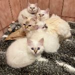 🦋🍦- med mor o mormor