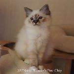SE*Noble Wonder's Pine Chip