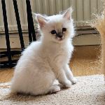 SE*Amazing Pearls Gullan