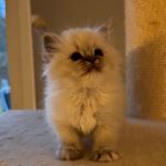 SE*Legend Zelda’s Sven af Karlsberget