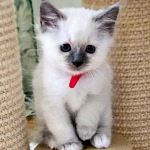 SE*Amazing Pearls Bull