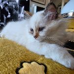 Ziva