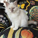 SE*Vikmyra’s Kaspar du Château