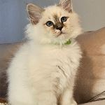 SE*Amazing Pearls Maja