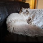 Chimärs Smilla 