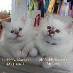 SE*Noble Wonder's M2-kull