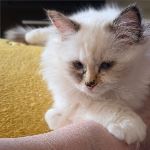 Ziva