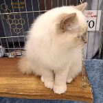 Cat's like honey Helitrop