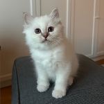 S*Lyckohjärtats Severus