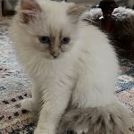 SE*Vikmyra’s Laetitia la Comédienne 