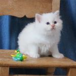 SE*Vikmyra’s Louisette la Gagnante