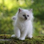 SE*Stensereds Sixten