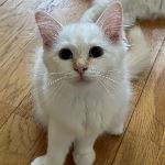 SE*Kimchi's Saffran