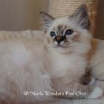 SE*Noble Wonder’s Pine Chip
