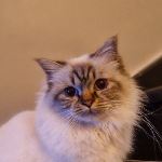 Chimärs Smilla 