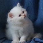 SE* Vikmyra’s Lucien le Brillant