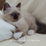 SE*Noble Wonder's O'Mara Zon
