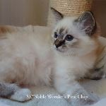 SE*Noble Wonder’s Pine Chip