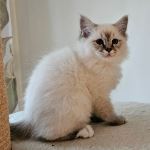 SE*Amazing  Pearls Bill