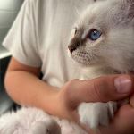 SE*Ilnestorp’s Thor