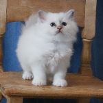 SE *Vikmyra’s Laetitia la Comédienne