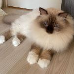 IC SE*Noble Wonder's Valley Victory