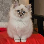 SE*Amazing Pearls Maja