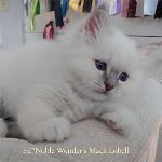 SE*Noble Wonder's Mack Lobell