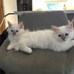 SE*Ilnestorp’s Oden och Thor