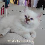 SE*Noble Wonder's Mr Lavec