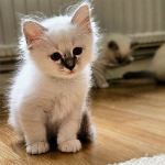 SE*Amazing Pearls Maja