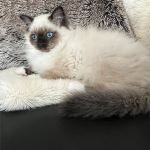 S*Snölyktans Umberto
