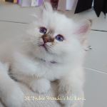 SE*Noble Wonder's Mr Lavec