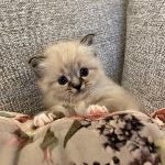 S*Kilenskogens Zelda