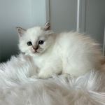 S*Lyckohjärtats Severus