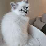 SE*Amazing Pearls Gullan