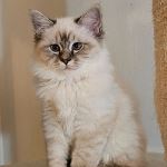 SE*Amazing Pearls Bill