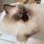 IC SE*Noble Wonder's Valley Voctory