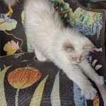 SE*Vikmyra’s Laetitia la Comédienne 