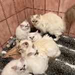 🦋Fjärils-och 🍦-kullarna med sina mammor