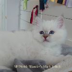 SE*Noble Wonder's Mack Lobell