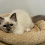 SE*Österbo's Loyal Lancelot