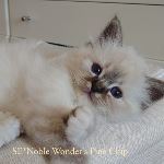 SE*Noble Wonder's Pine Chip