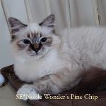 SE*Noble Wonder's Pine Chip
