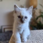 Idun