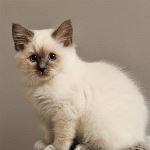 SE*Amazing Pearls Bull