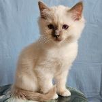 SE*Amazing Pearls Måns